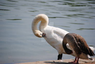 Swans in Hyde Park