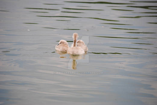 Tiny swans