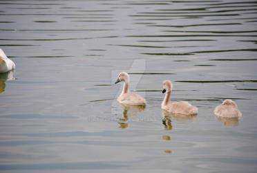 Tiny swans