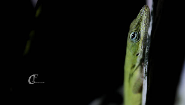 Look Into The Eyes of a Chameleon