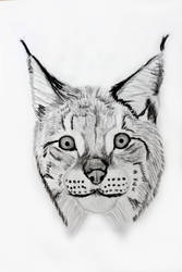 a penciled lynx