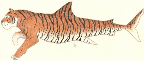 Tiger Shark By Angelfish1021 On Deviantart