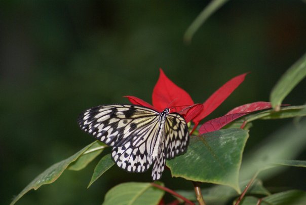 Christmas Butterfly