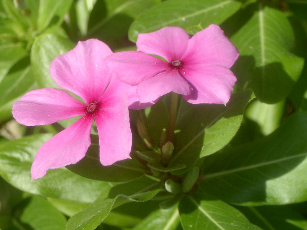 Pretty in Pink