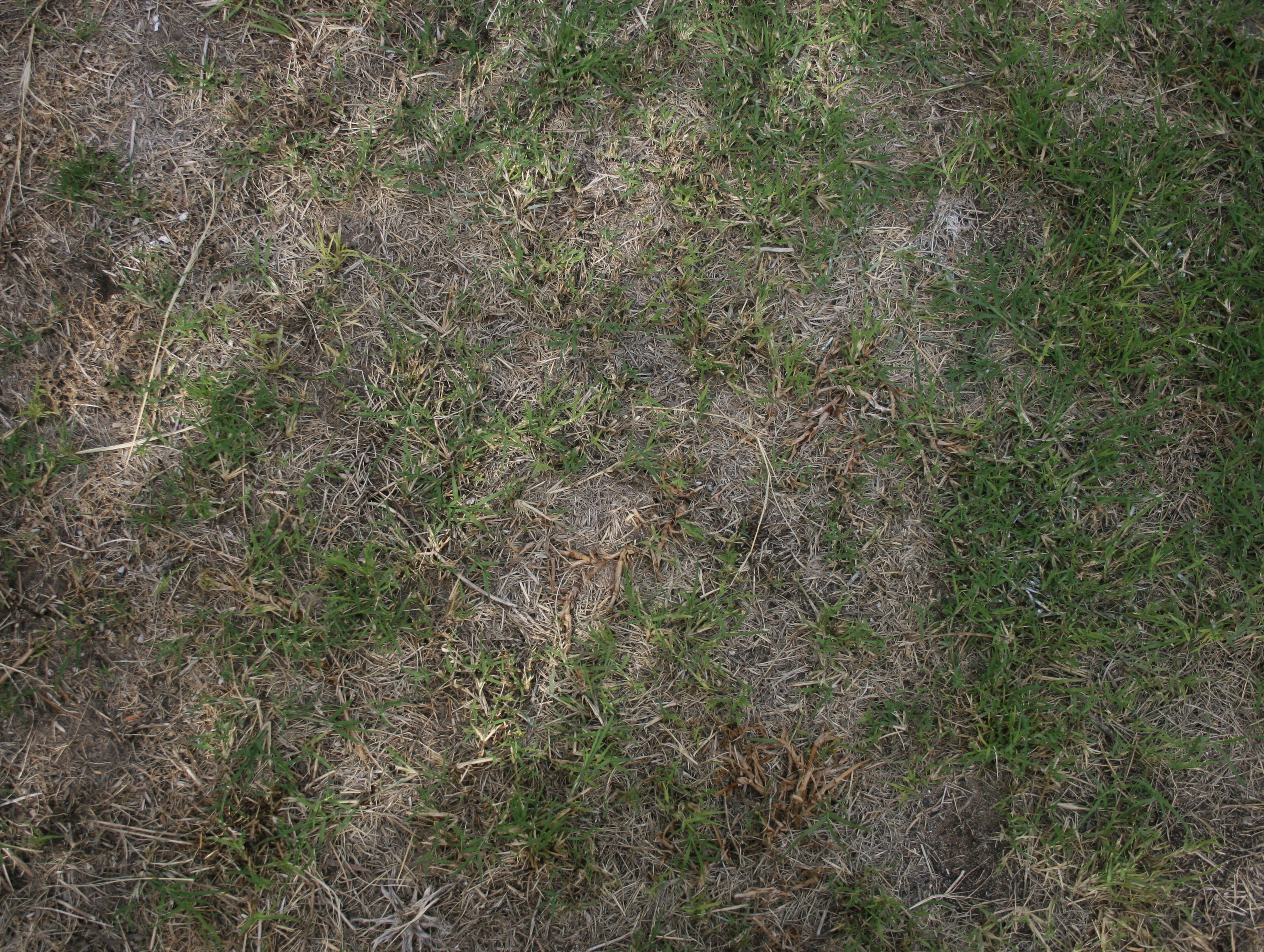 Grass Texture 02