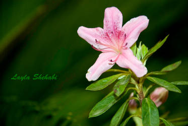 Pink Flower