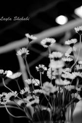 Black and White Flower