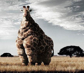 FAT giraffe