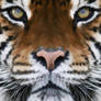 tiger for graphic class