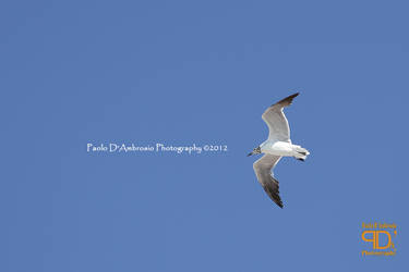 Yucatan Birds