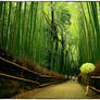 Bamboo trail at Tenryu-ji