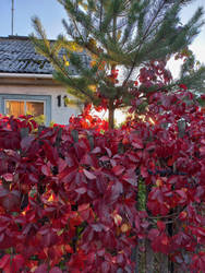 Morning and red leaves