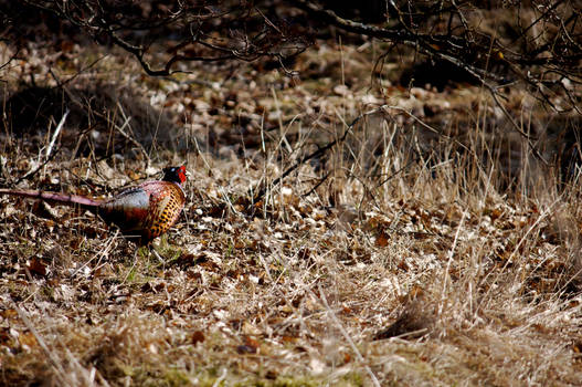 Pheasant