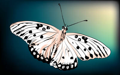 white butterfly