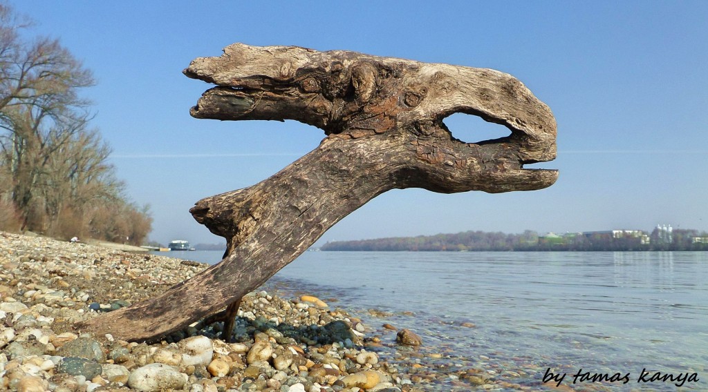 Driftwood art in Hungary by tamas kanya