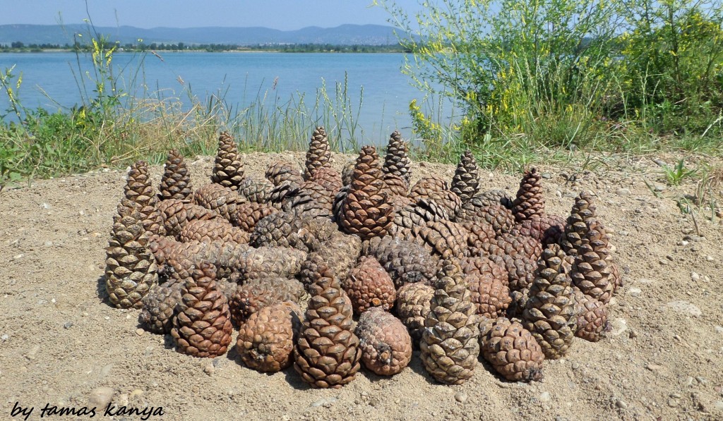 LAND ART in Hungary by tamas kanya