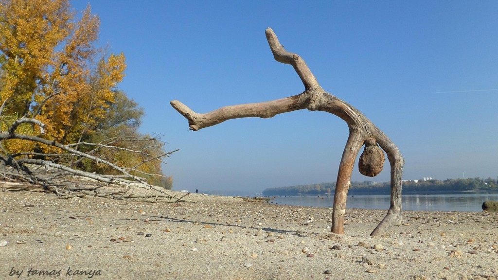 Driftwood art from Hungary byTamas Kanya