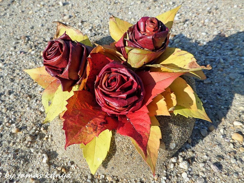 Fallen leaves rose from Hungary by Tamas Kanya