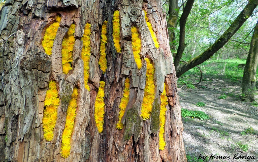 Land art from Hungary by tamas kanya