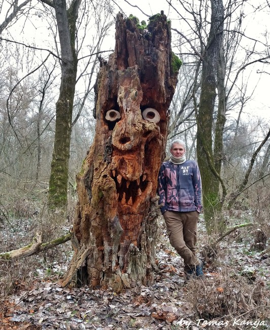 Tree Ents Deviantart Treebeard-ent-forest face-tree face by tamas kanya by tom-tom1969 on ...