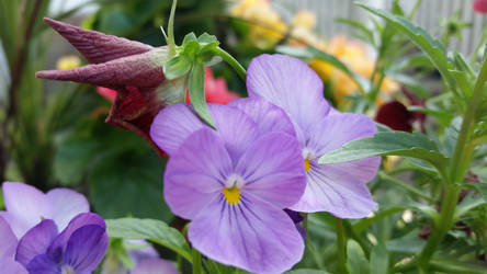 Flowers