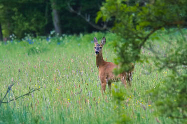 Roe deer