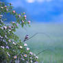 Red-backed shrike