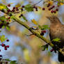 Common blackbird