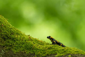 Fire salamander
