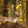 Fallow deer buck