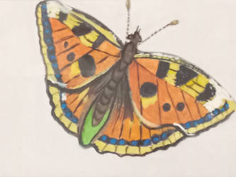 Orange Butterfly