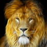 Animals Lion
