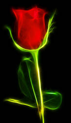 Red-Rose Fractal