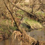 White-tailed Deer and Creek