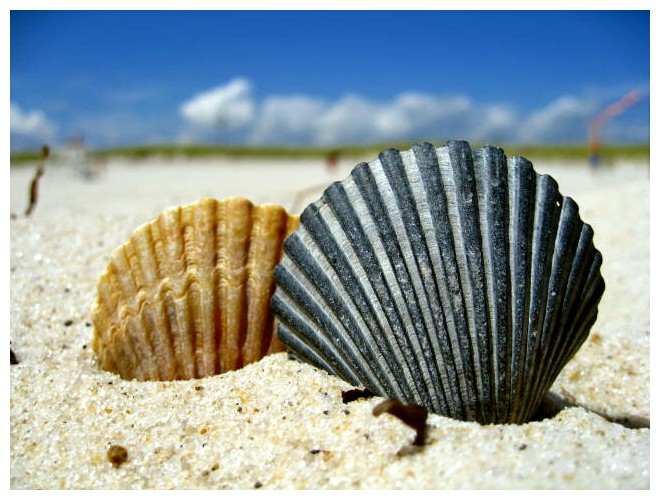 Blue and Yellow Sea Shell