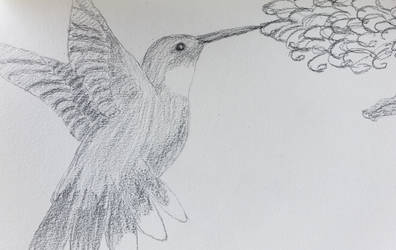 Humming bird sketch