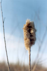 Lone Cat Tail on the Prairie