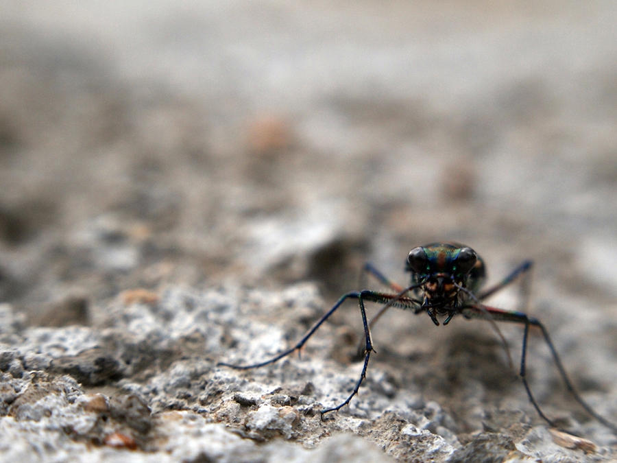 The Alien Bug by ilhaman on DeviantArt