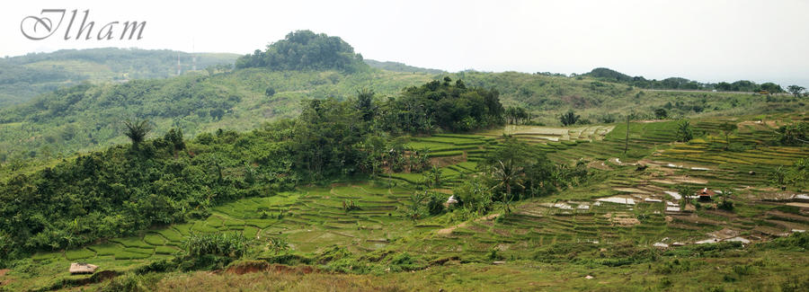 The Great Rice Field