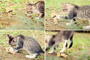 Danbo and A Kitten