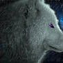 white Wolf and moon