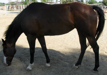 Horse 17