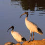 Ibis