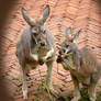 Kangaroo--breakfast time