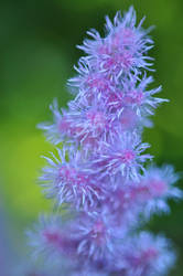 purple flower macro