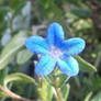 Blue Star