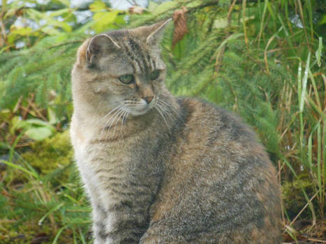 The Barn Cat