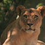 Lioness - 4