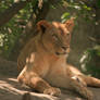 Lioness - 5