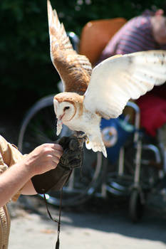 Barn Owl - 3